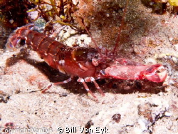 Small snapper shrimp; Alpheus novaezealandiae. Snapping s... by Bill Van Eyk 